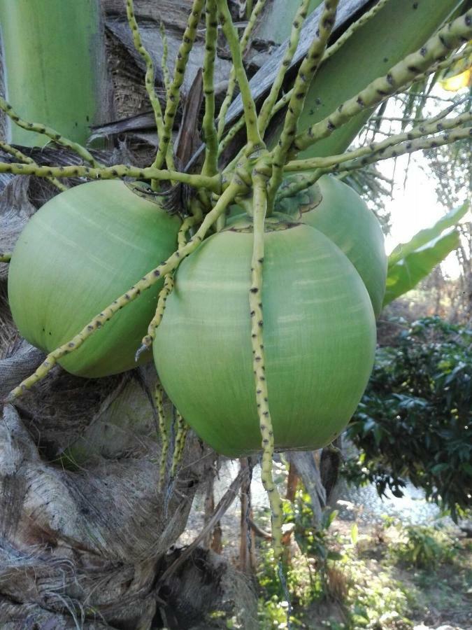 บ้านสวนปวิชญา เกษตรอินทรี Fang Esterno foto